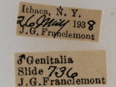 label view of adult Acronicta retardata