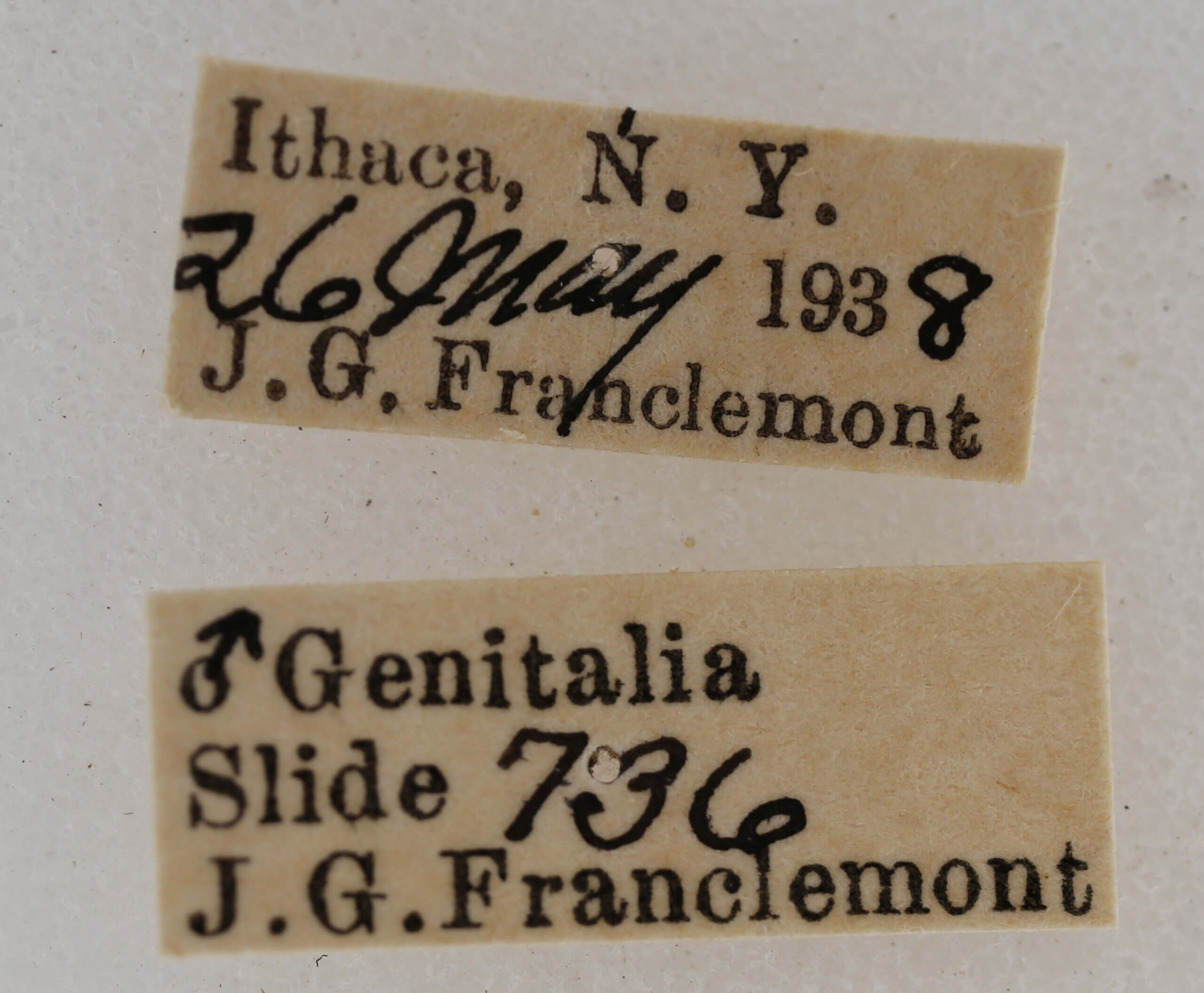 label view of adult Acronicta retardata