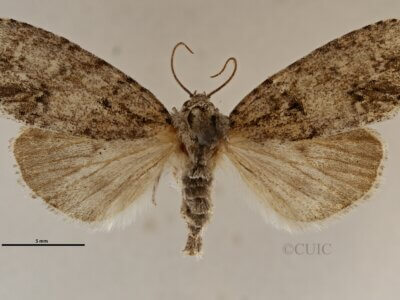 dorsal view of adult Acronicta retardata