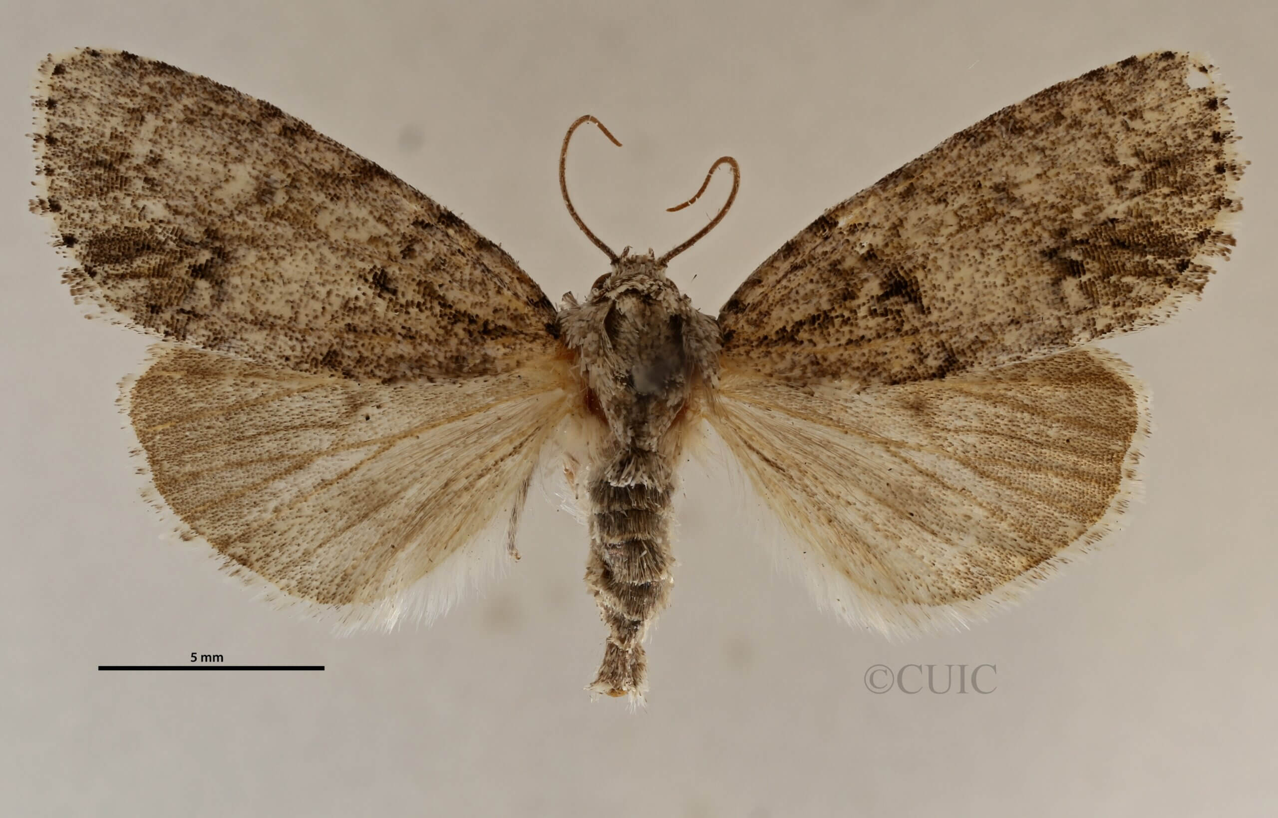dorsal view of adult Acronicta retardata
