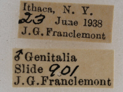 label view of adult Acronicta retardata