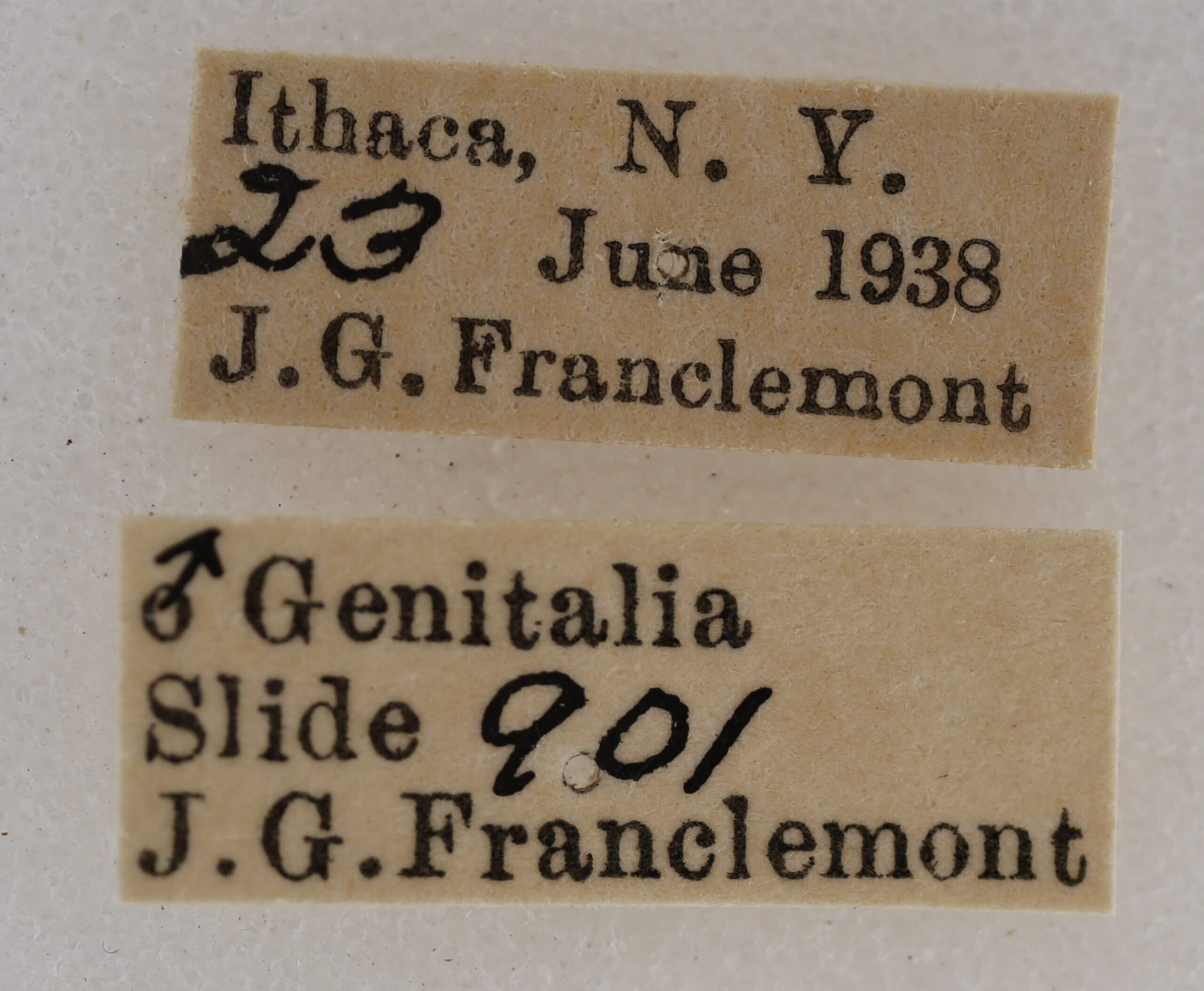 label view of adult Acronicta retardata