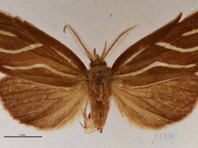 dorsal view of adult Licha undilinealis