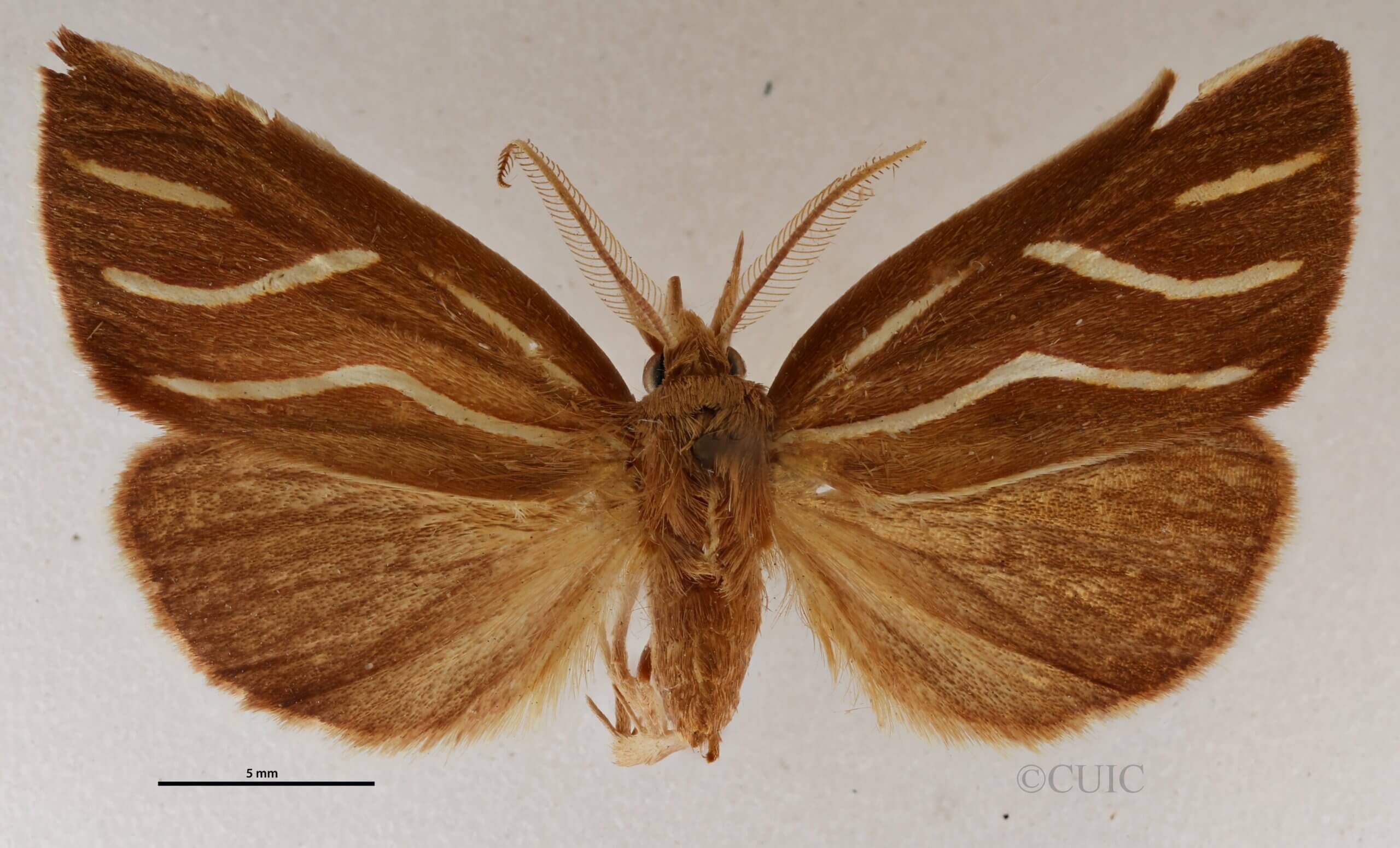 dorsal view of adult Licha undilinealis