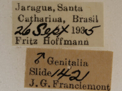 label view of adult Licha undilinealis