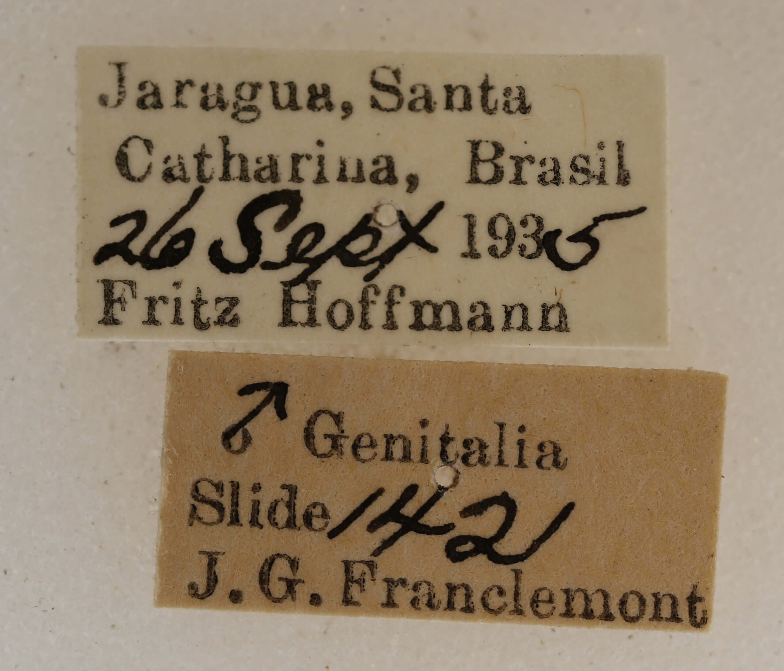 label view of adult Licha undilinealis