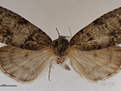 dorsal view of adult Acronicta retardata