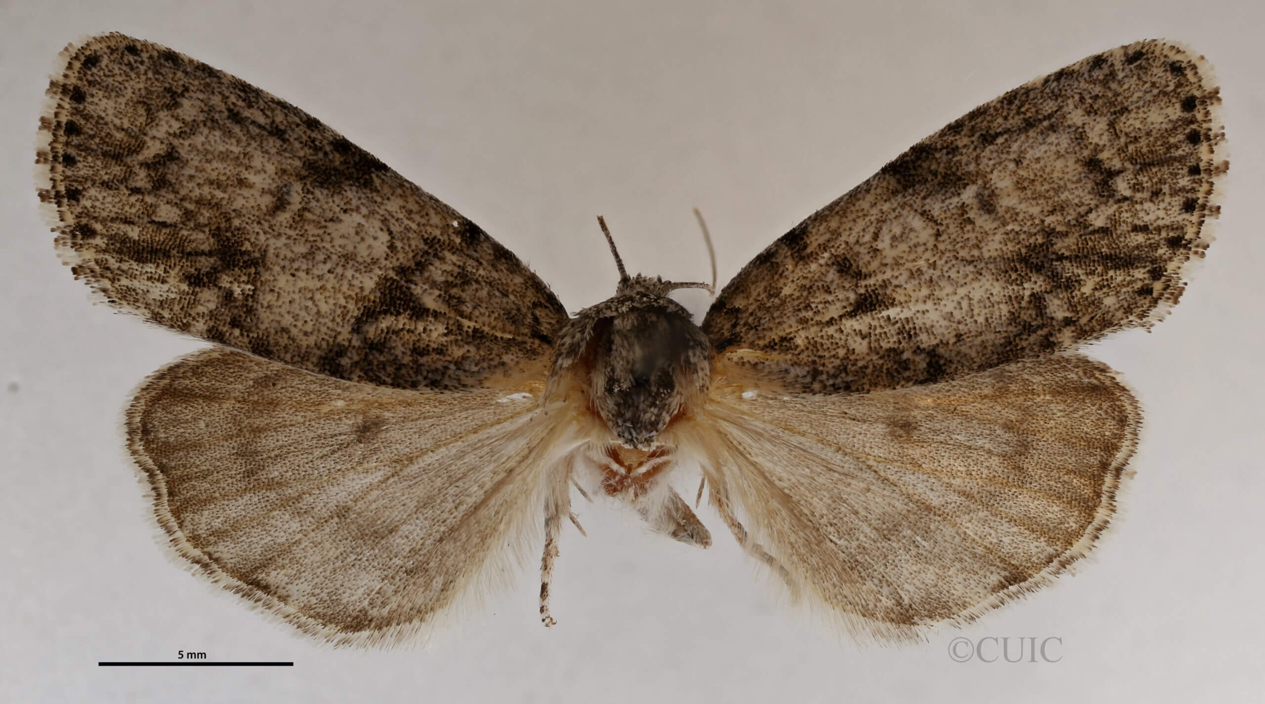 dorsal view of adult Acronicta retardata