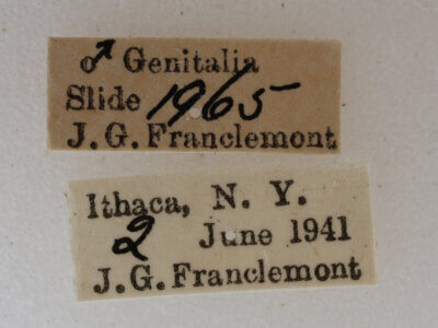 label view of adult Acronicta retardata