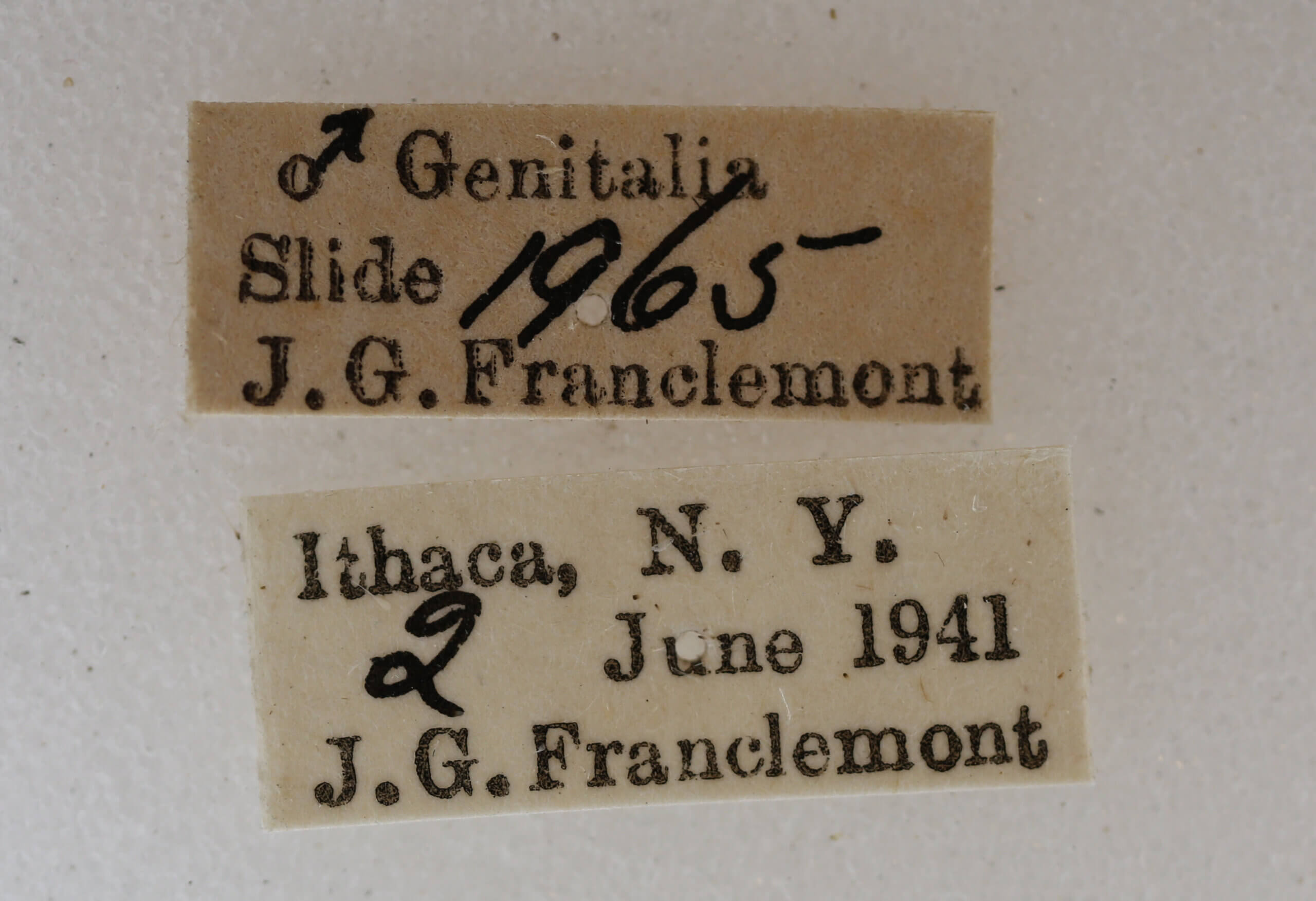 label view of adult Acronicta retardata