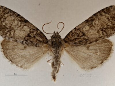 dorsal view of adult Acronicta retardata