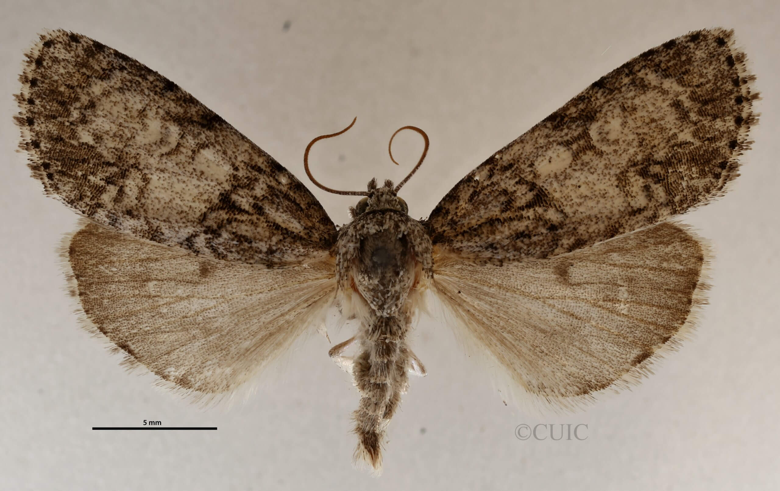 dorsal view of adult Acronicta retardata