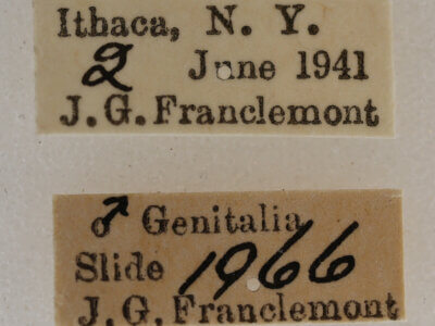 label view of adult Acronicta retardata