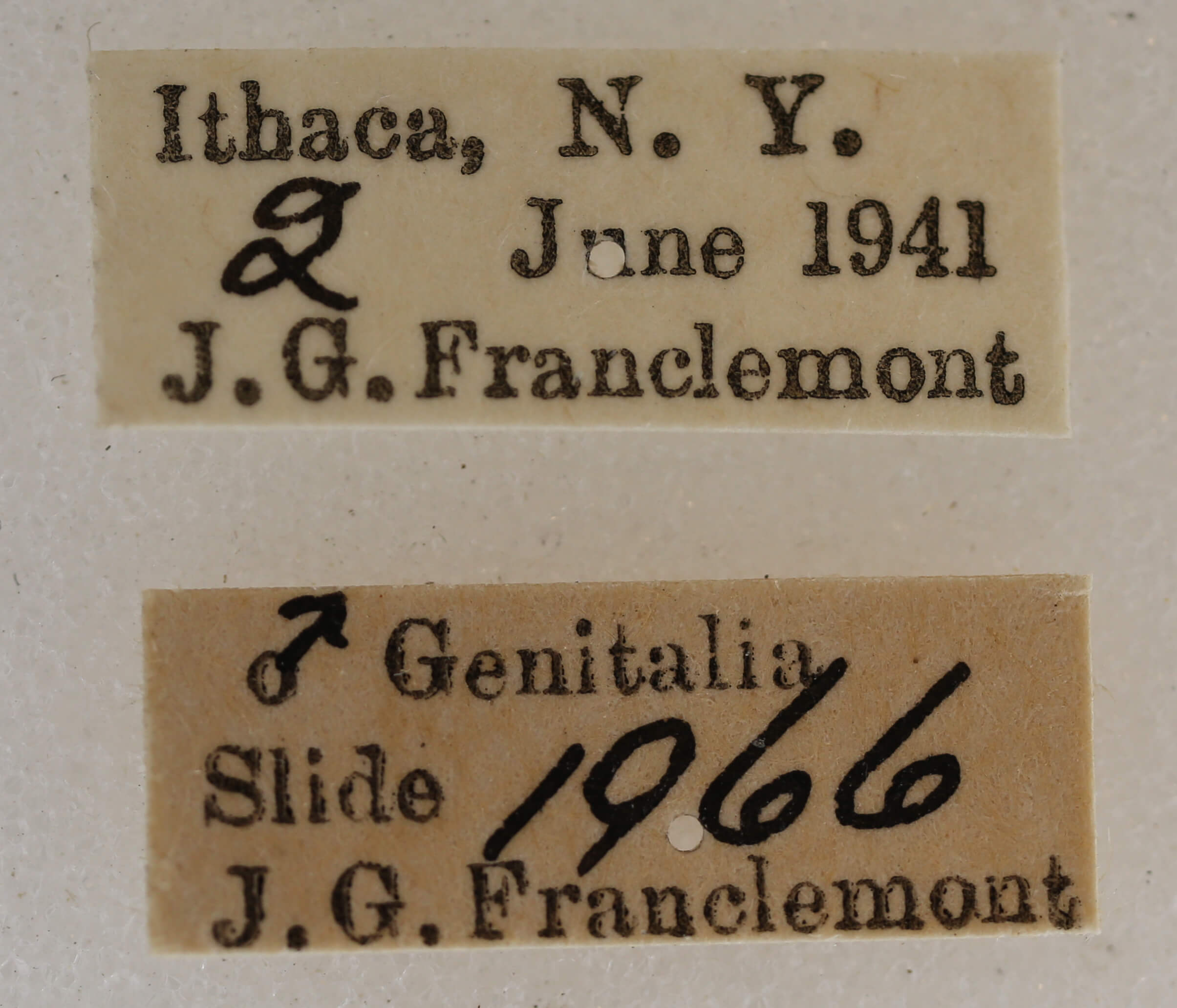 label view of adult Acronicta retardata