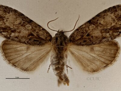 dorsal view of adult Acronicta retardata