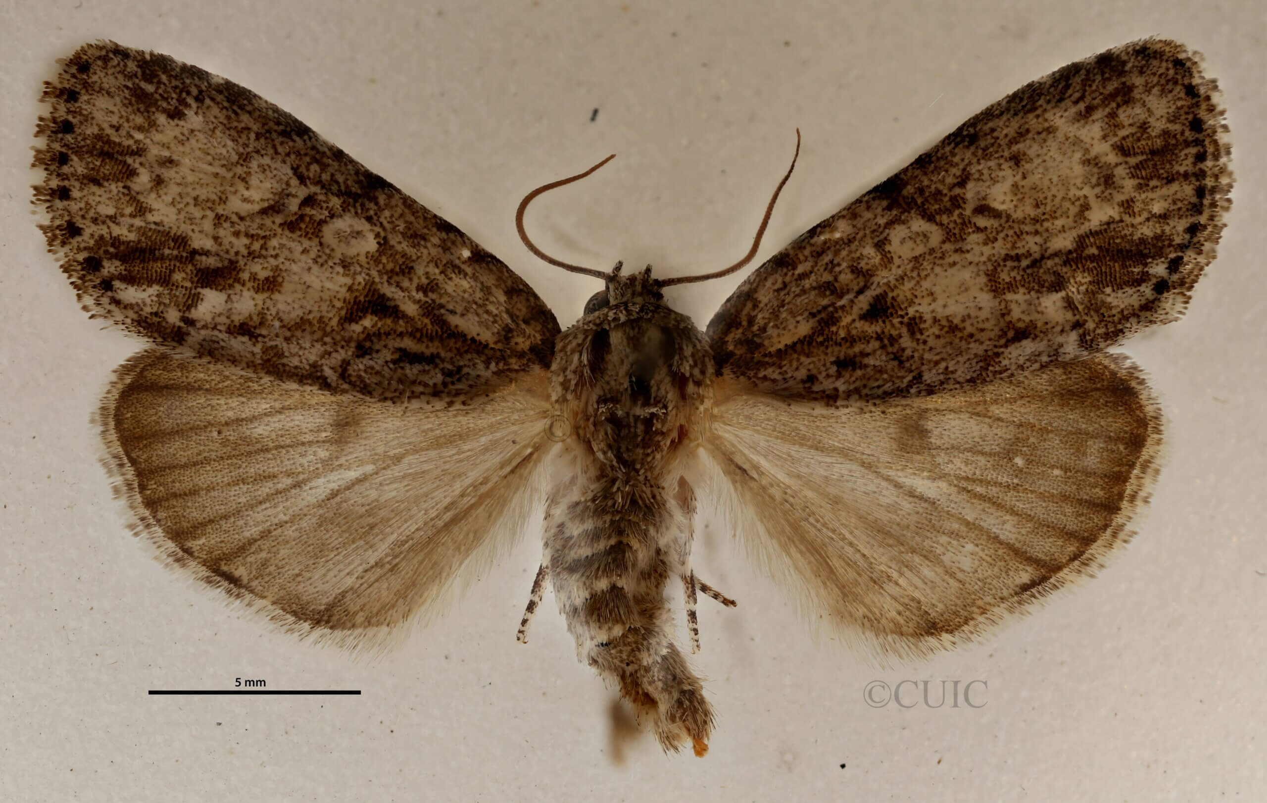 dorsal view of adult Acronicta retardata