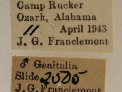 label view of adult Acronicta retardata
