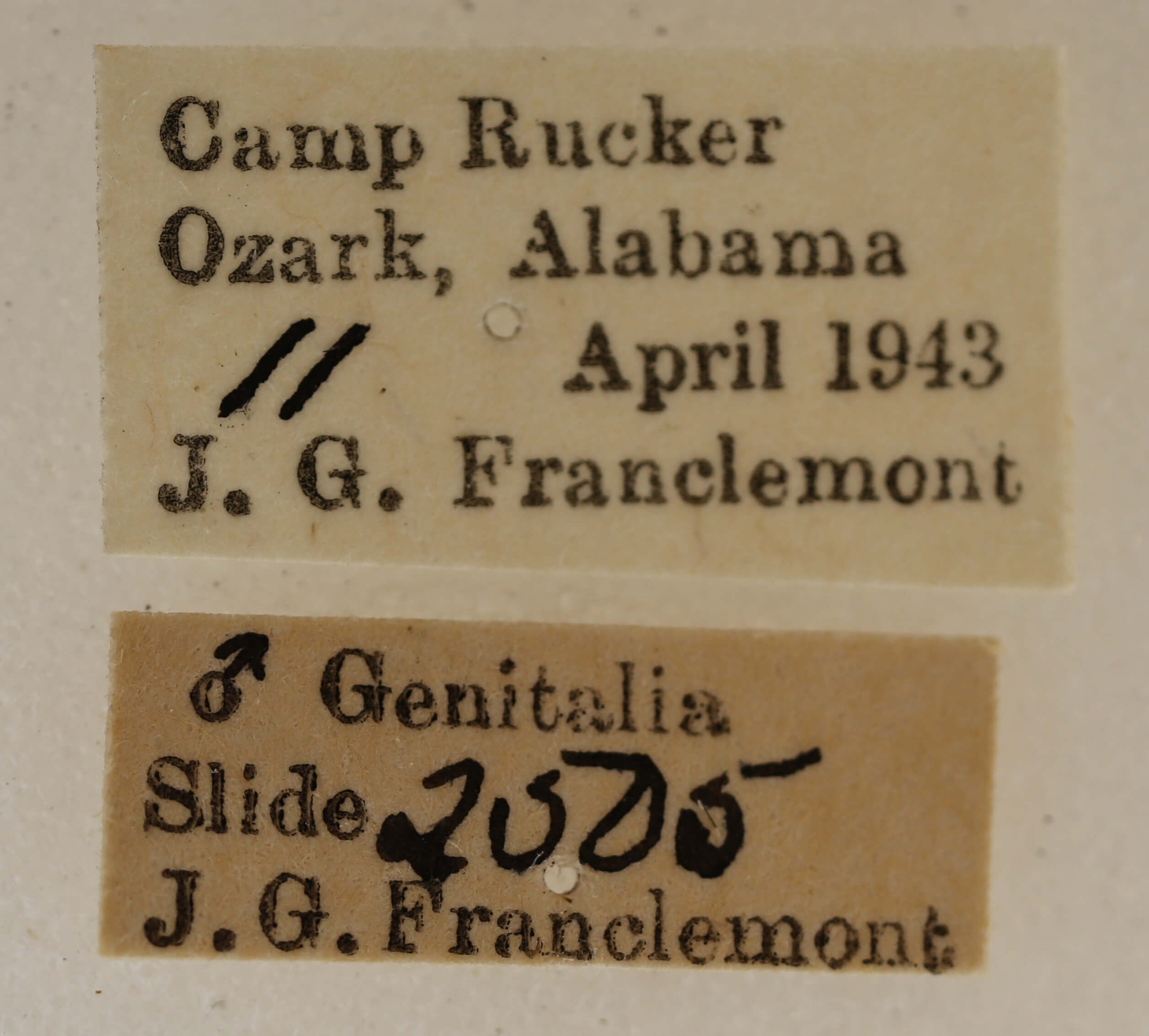 label view of adult Acronicta retardata