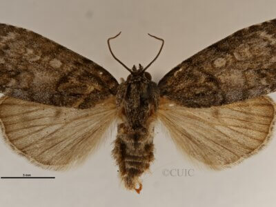 dorsal view of adult Acronicta retardata