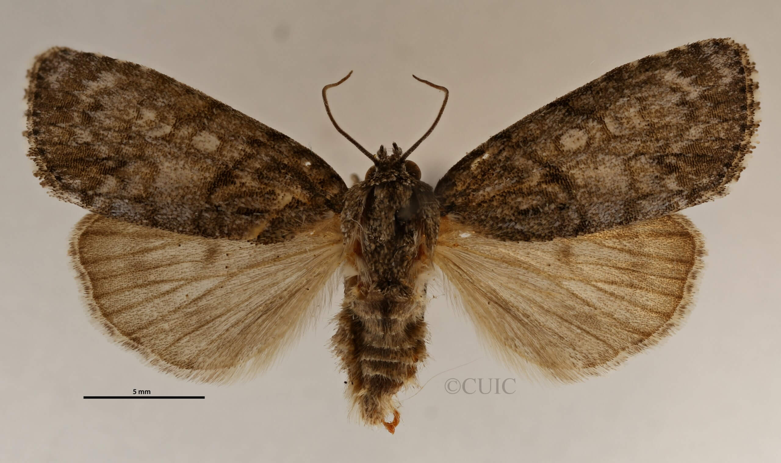 dorsal view of adult Acronicta retardata