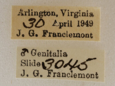 label view of adult Acronicta retardata