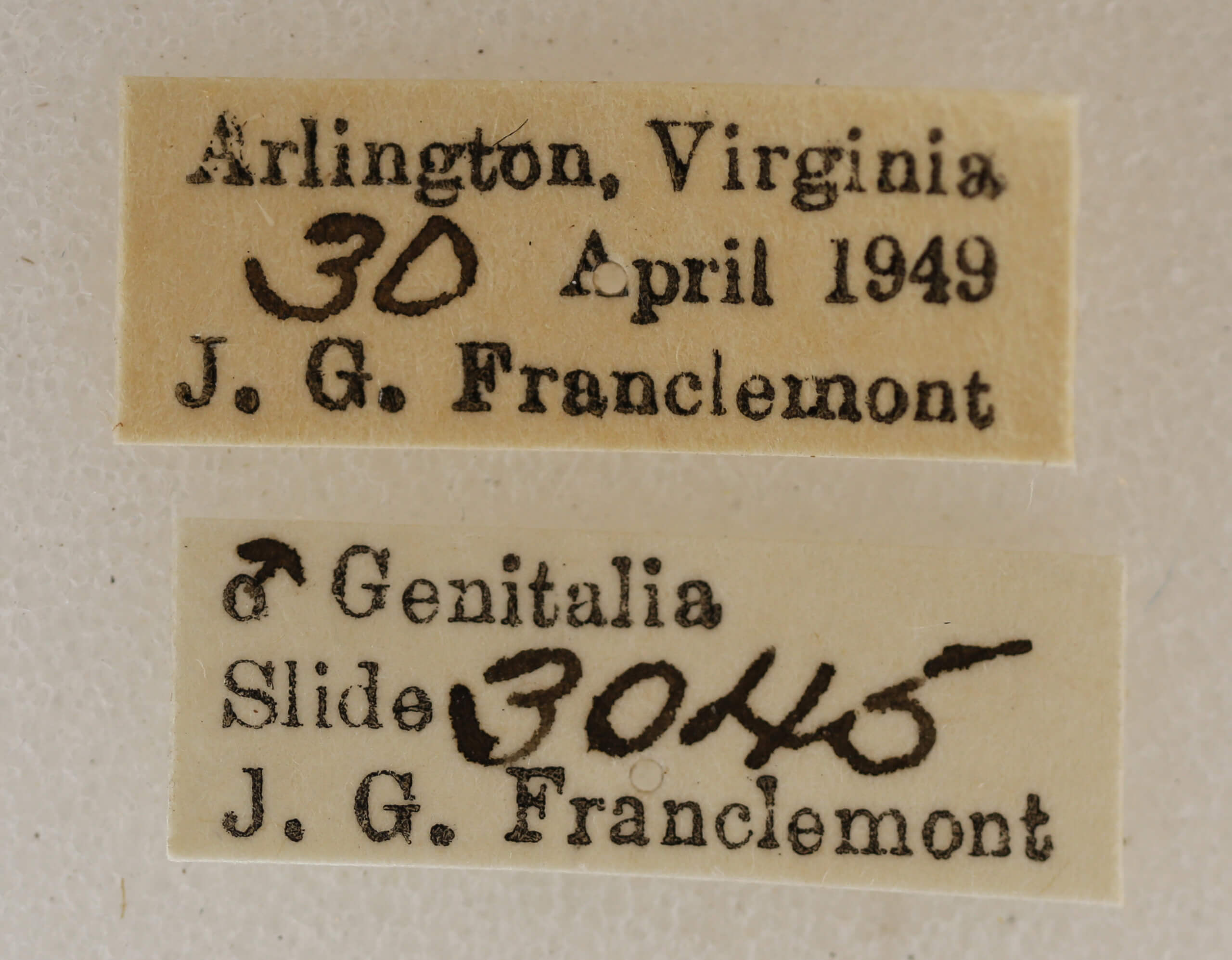 label view of adult Acronicta retardata