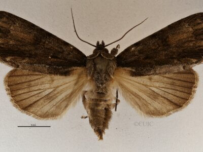 dorsal view of adult Acronicta connecta