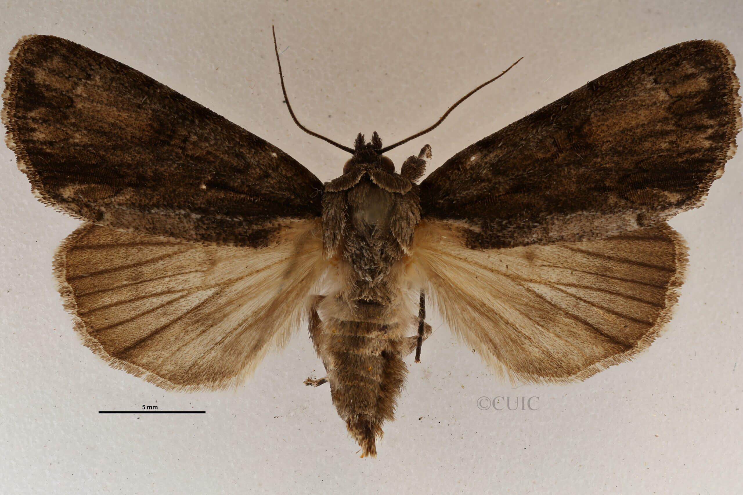 dorsal view of adult Acronicta connecta