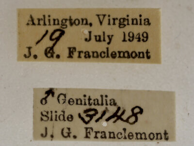 label view of adult Acronicta connecta