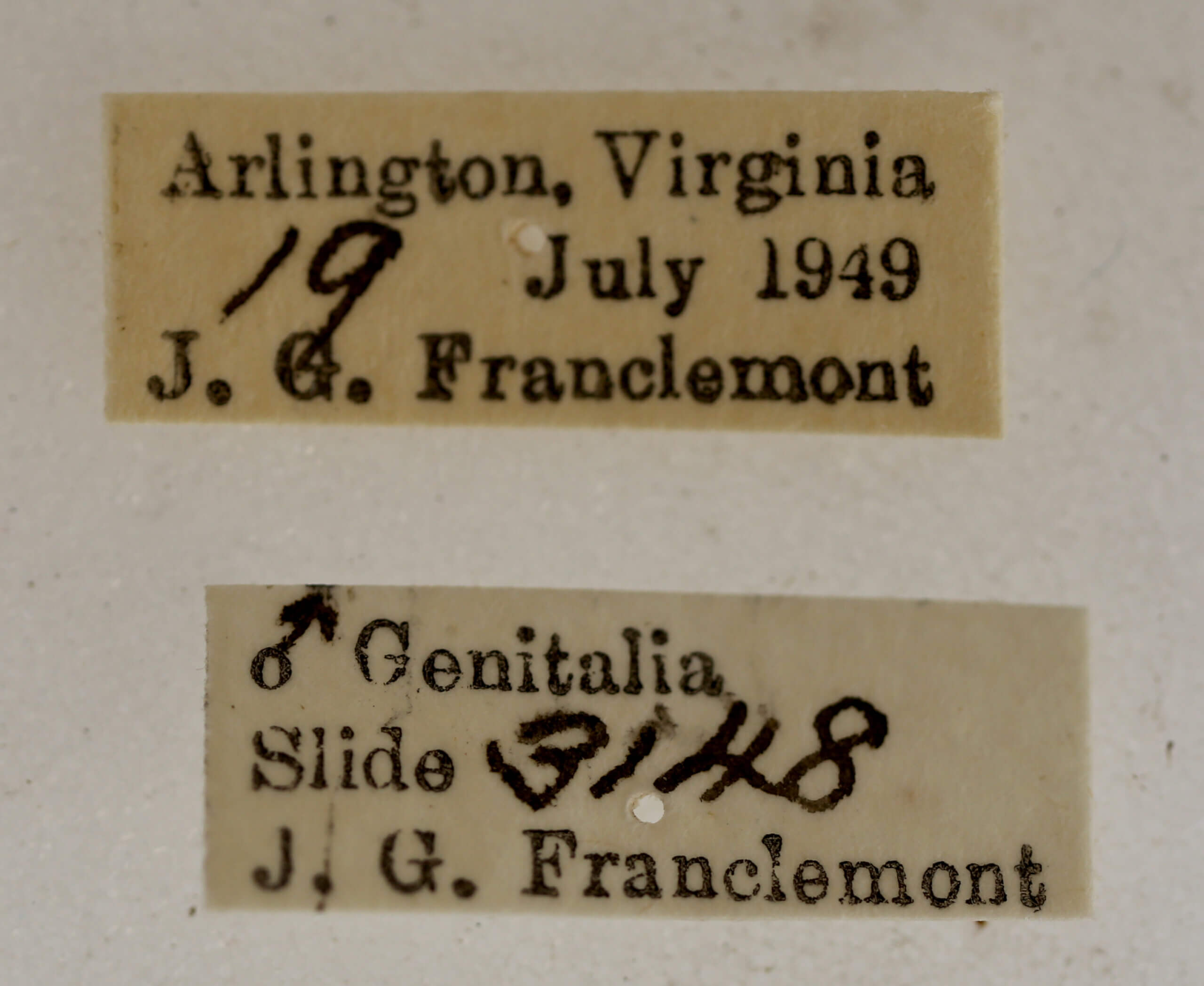 label view of adult Acronicta connecta