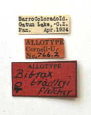 label view of adult Bibrax bradleyiFletcher, 1927 in Panema: Barro Colorado Id. Gatun Lake O.Z. - April 1924