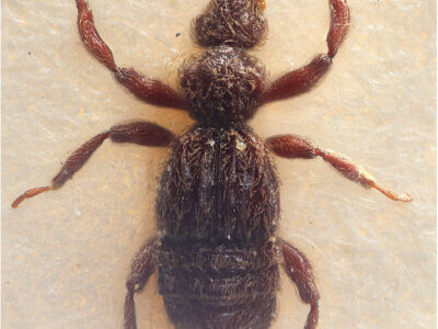 BIbrax bradleyiFletcher, 1927 in Panema: Barro Colorado Id. Gatun Lake O.Z. - April 1924