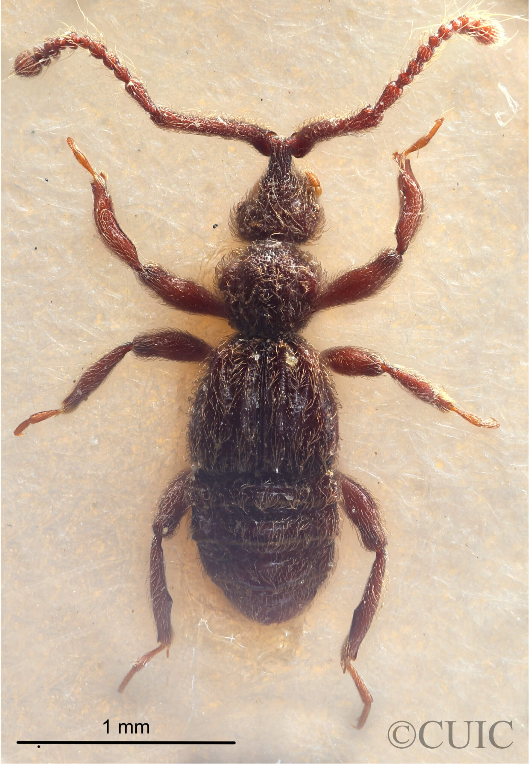 BIbrax bradleyiFletcher, 1927 in Panema: Barro Colorado Id. Gatun Lake O.Z. - April 1924