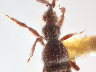 dorsal view of adult Bibrax bradleyiFletcher, 1927 in Panema: Barro Colorado Id. Gatun Lake O.Z. - April 1924