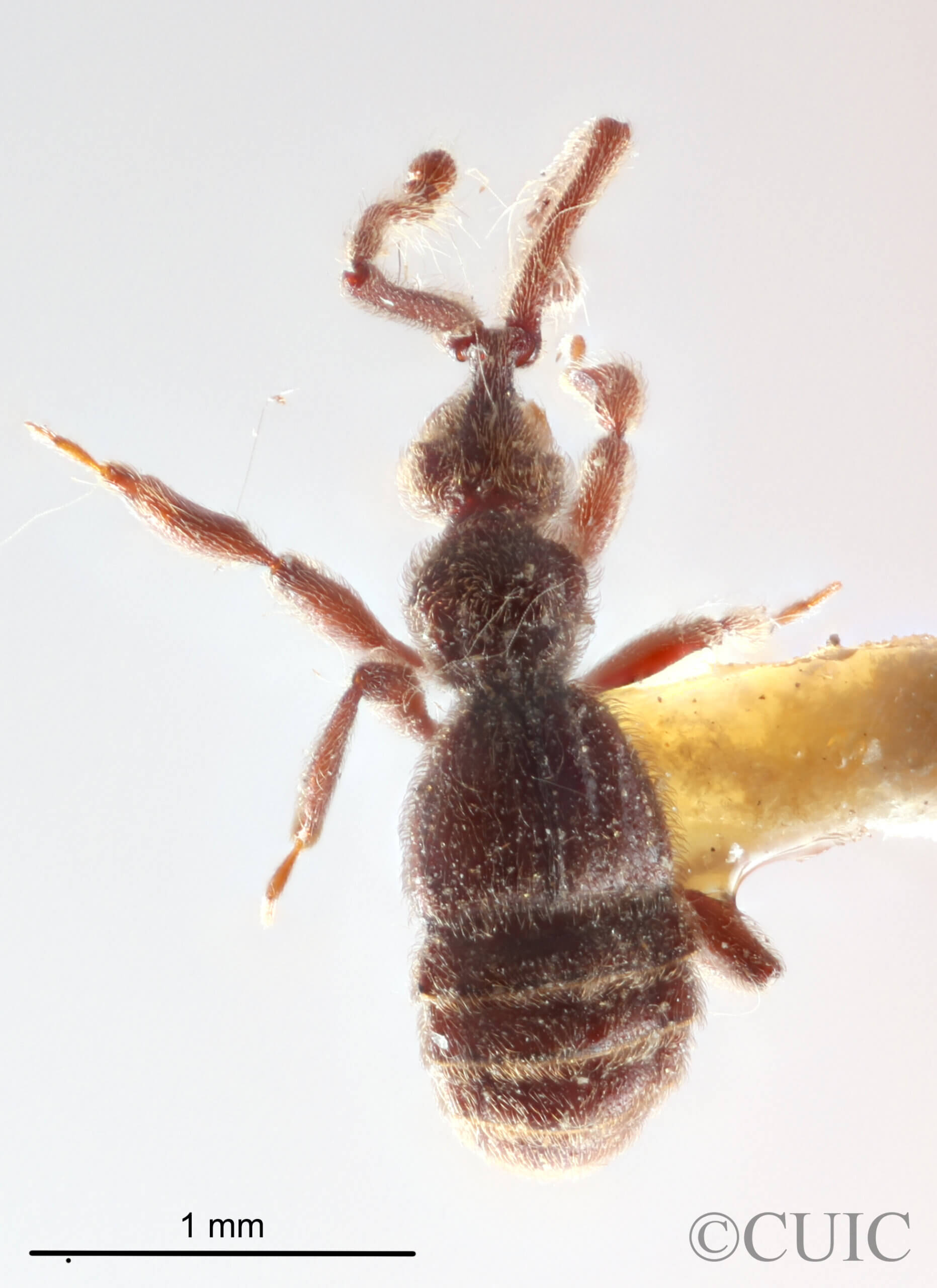 dorsal view of adult Bibrax bradleyiFletcher, 1927 in Panema: Barro Colorado Id. Gatun Lake O.Z. - April 1924