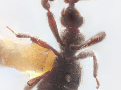 ventral view of adult Bibrax bradleyiFletcher, 1927 in Panema: Barro Colorado Id. Gatun Lake O.Z. - April 1924