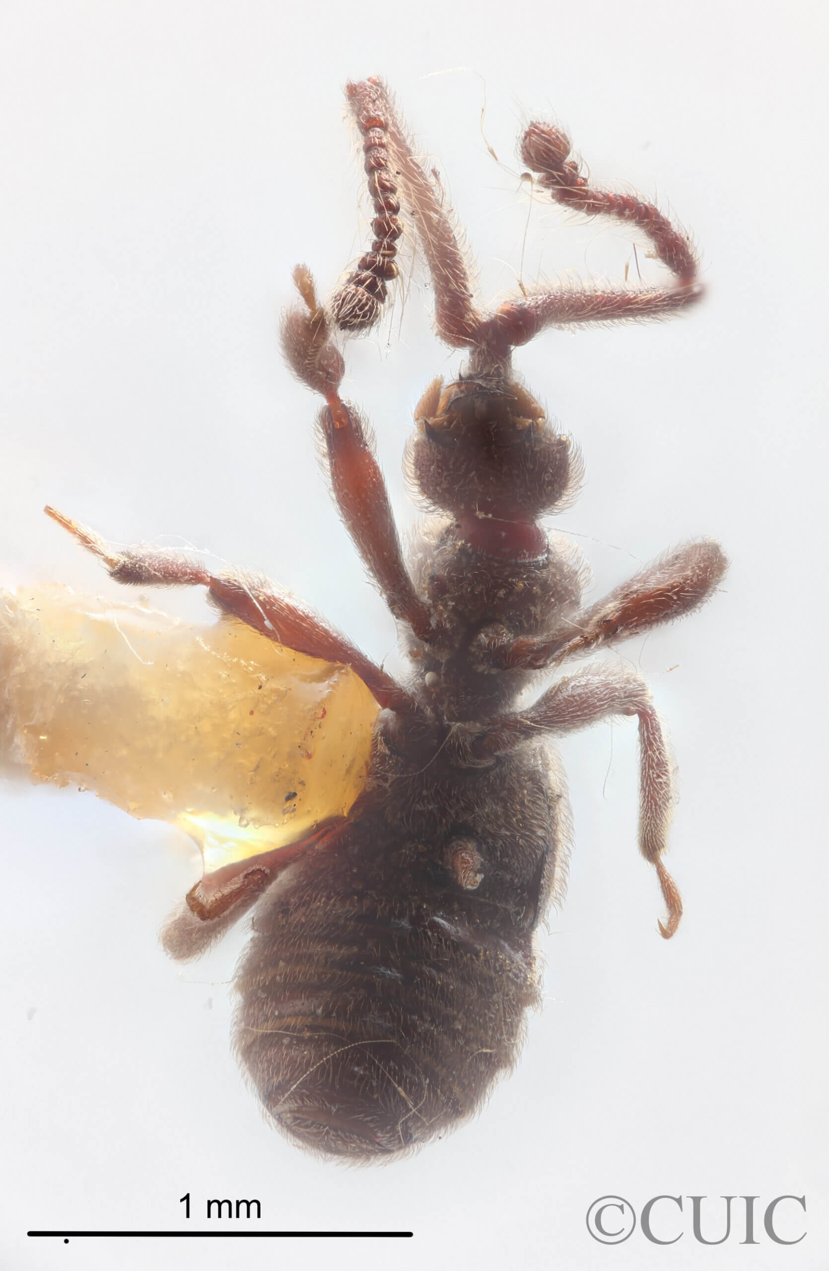 ventral view of adult Bibrax bradleyiFletcher, 1927 in Panema: Barro Colorado Id. Gatun Lake O.Z. - April 1924