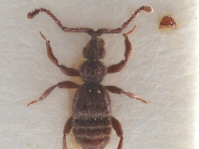 dorsal view of adult BIbrax bradleyiFletcher, 1927 in Panema: Barro Colorado Id. Gatun Lake O.Z. - April 1924