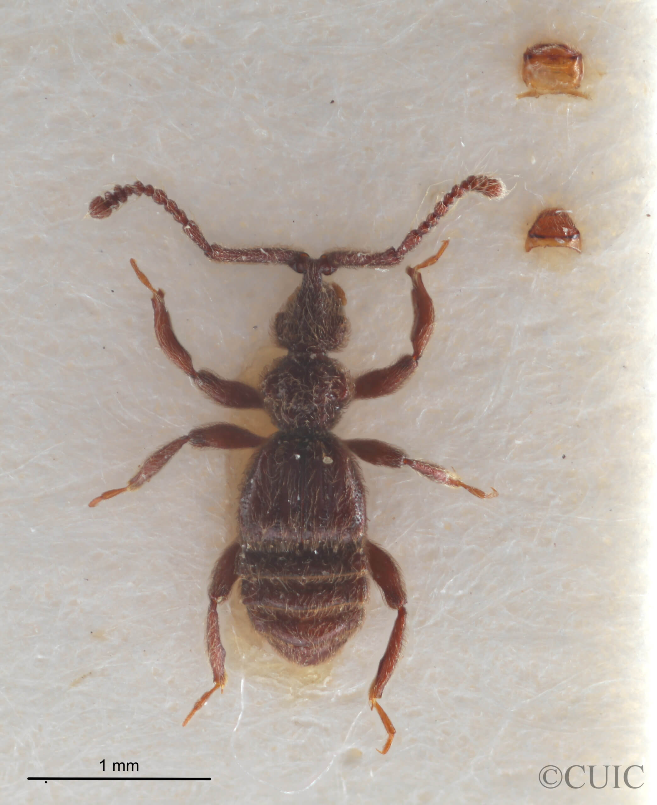 dorsal view of adult BIbrax bradleyiFletcher, 1927 in Panema: Barro Colorado Id. Gatun Lake O.Z. - April 1924