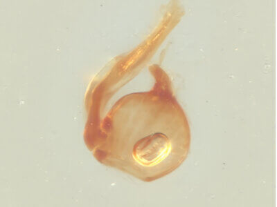 genitalia view of adult BIbrax bradleyiFletcher, 1927 in Panema: Barro Colorado Id. Gatun Lake O.Z. - April 1924