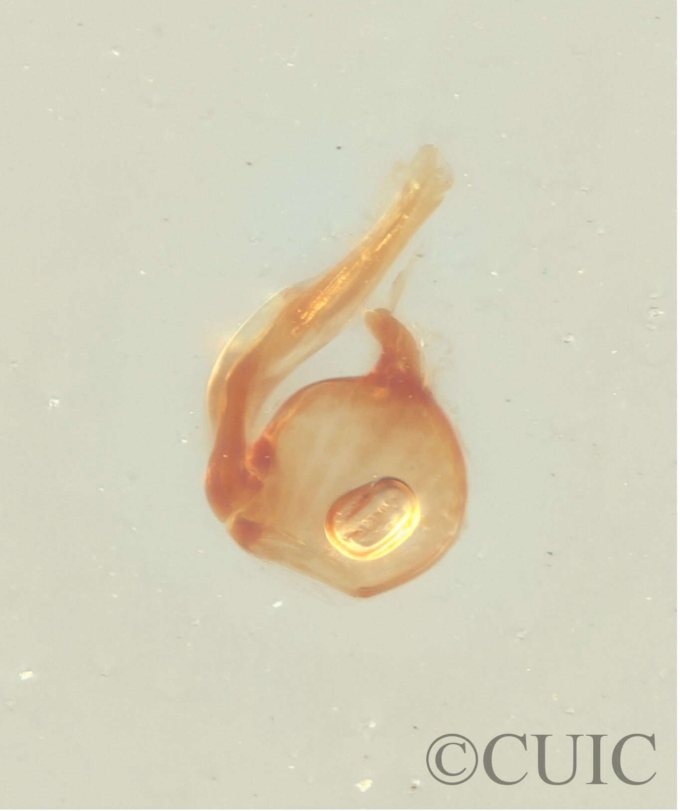 genitalia view of adult BIbrax bradleyiFletcher, 1927 in Panema: Barro Colorado Id. Gatun Lake O.Z. - April 1924