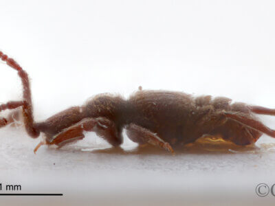 lateral view of adult BIbrax bradleyiFletcher, 1927 in Panema: Barro Colorado Id. Gatun Lake O.Z. - April 1924