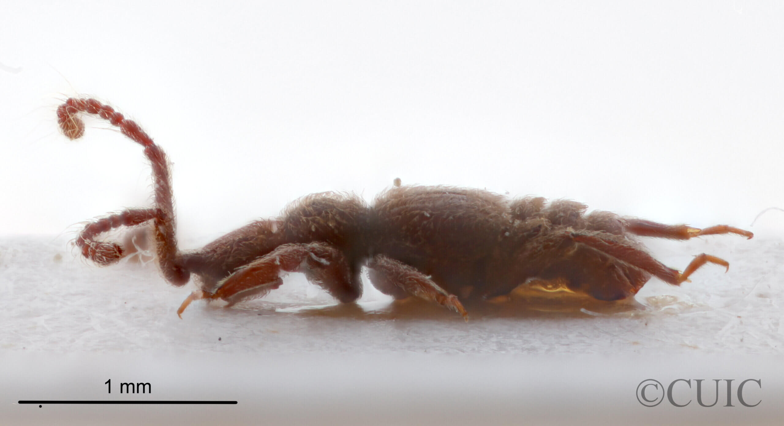 lateral view of adult BIbrax bradleyiFletcher, 1927 in Panema: Barro Colorado Id. Gatun Lake O.Z. - April 1924