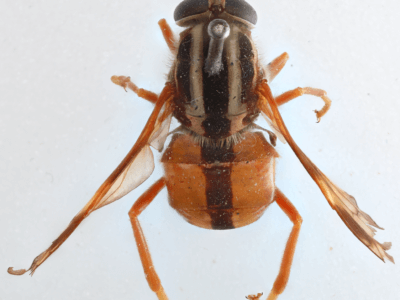 dorsal view of adult Pelecorhynchus distinctus