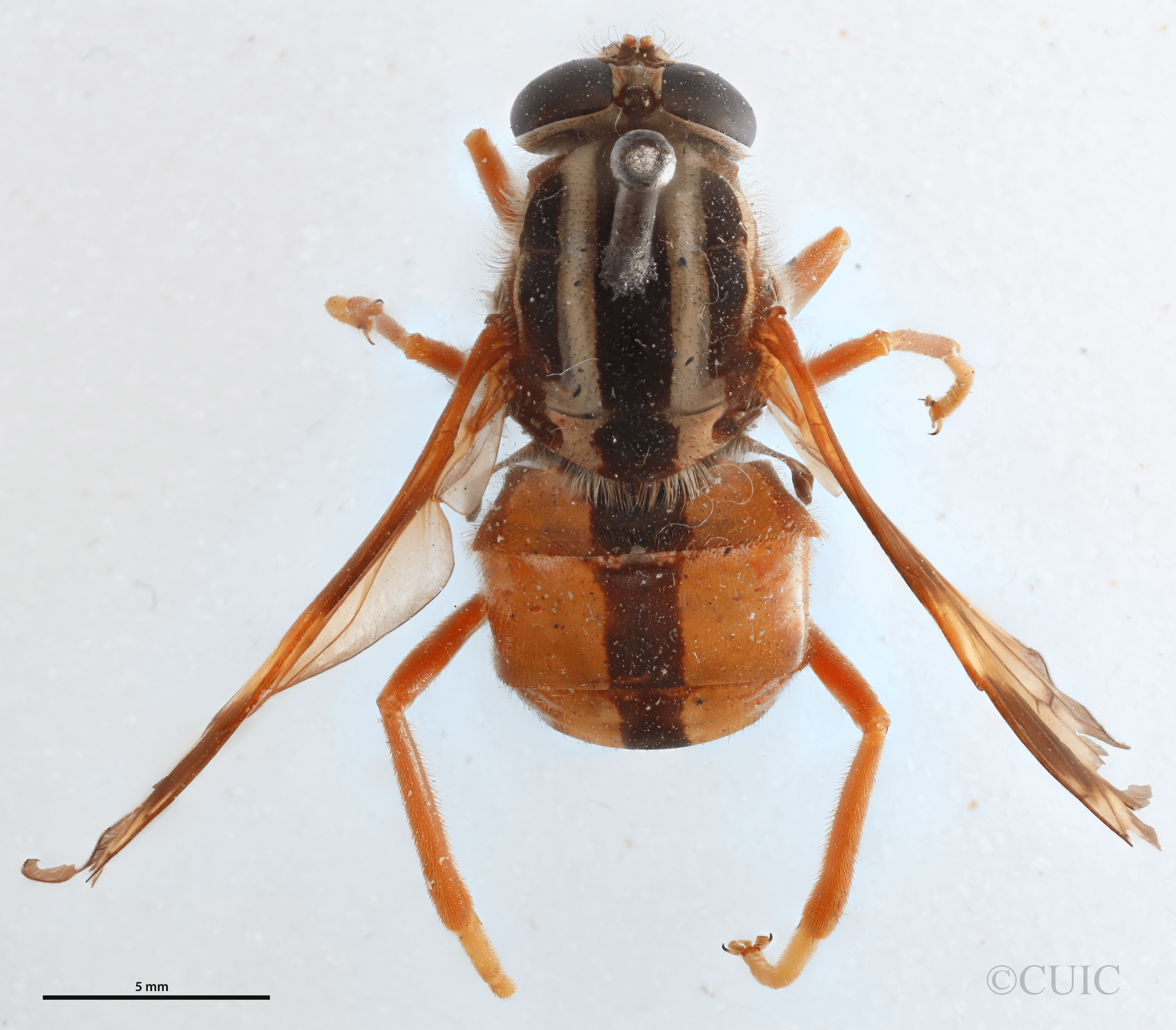 dorsal view of adult Pelecorhynchus distinctus