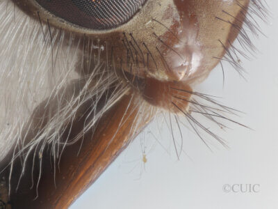 lateral view of adult Pelecorhynchus distinctus