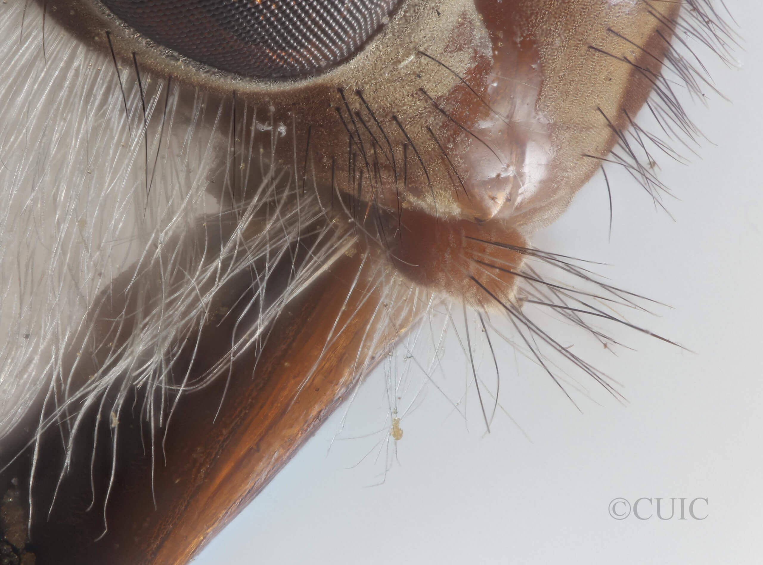 lateral view of adult Pelecorhynchus distinctus