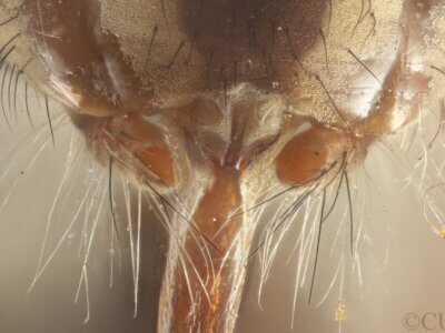 adult Pelecorhynchus distinctus