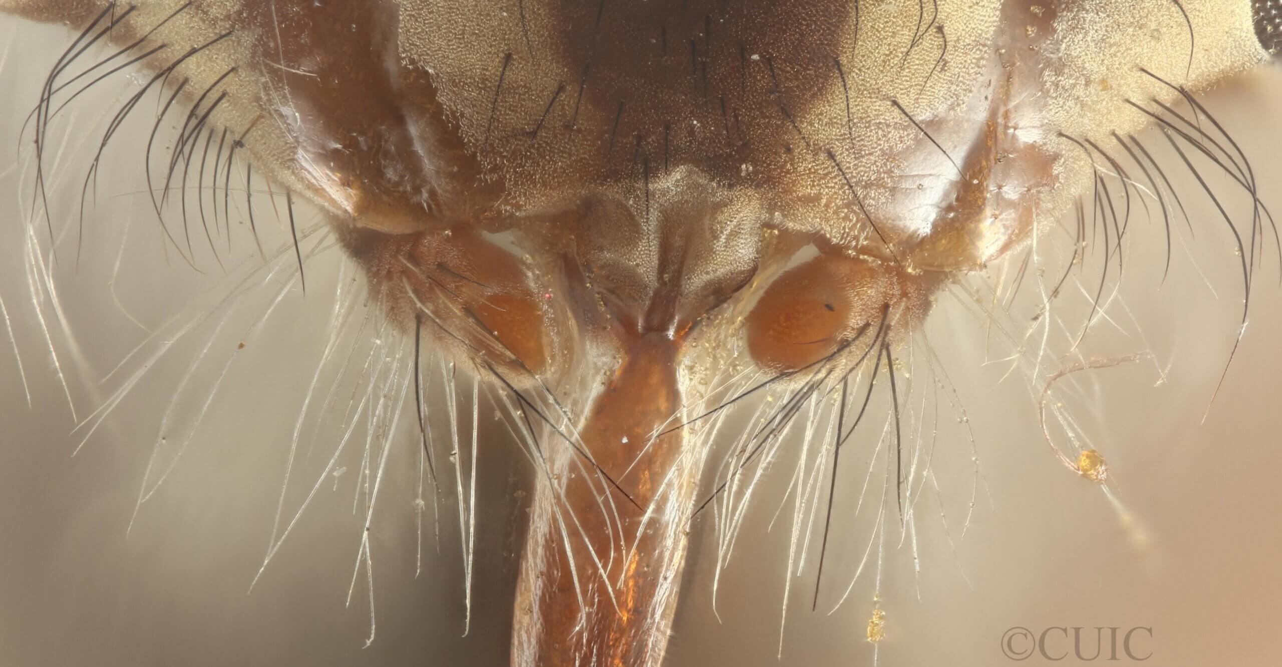 adult Pelecorhynchus distinctus