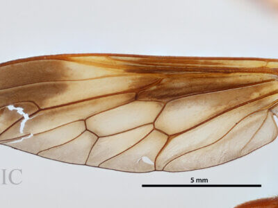 dorsal view of adult Pelecorhynchus distinctus